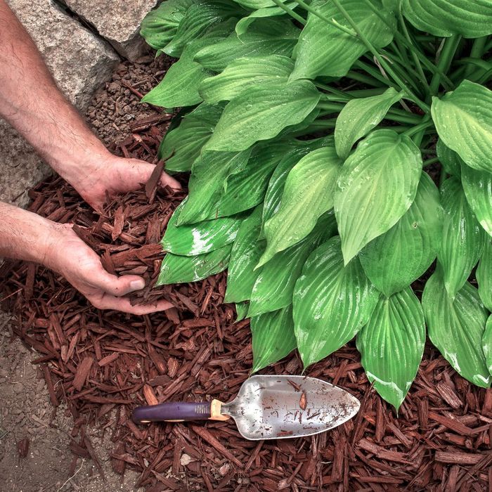 Mulch Installation Cost Comparison Bagged vs. Delivered 4th